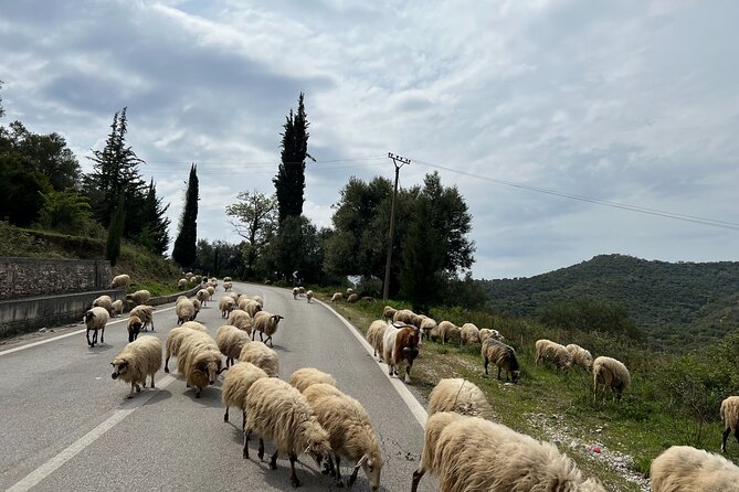 2 Day Tour of the Riviera, Gjirokastra UNESCO city and Blue Eye, - Day Two’s Big Payoff: Llogara National Park and the Riviera Sea Views