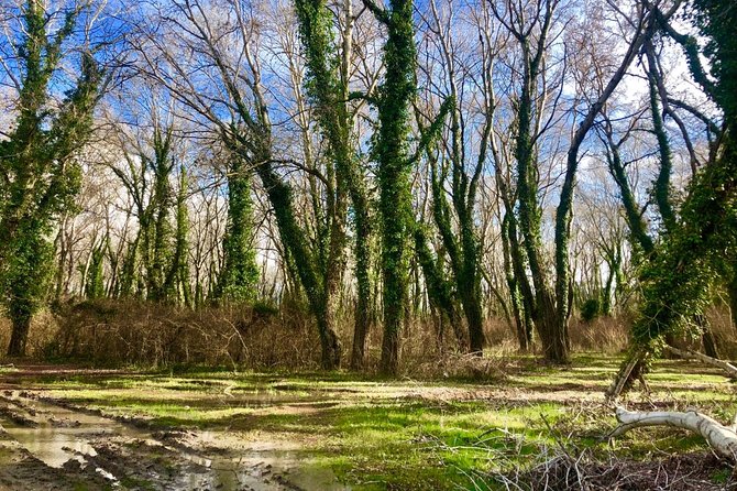 Albania Birdwatching, Kayaking, Bicycle National Park Divjaka Karavasta(ARG) - More Than Water: Pine Forest Views and a Watchtower Moment