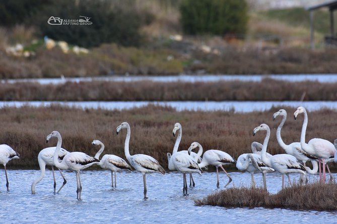 Albania Birdwatching, Kayaking, Bicycle National Park Divjaka Karavasta(ARG) - Optional Bike and SUV Safari Add-Ons: When Extra Time Makes Sense