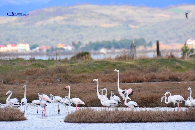 Albania Birdwatching, Kayaking, Bicycle National Park Divjaka Karavasta(ARG) - How Challenging Is This Kayak and Birdwatching Day?