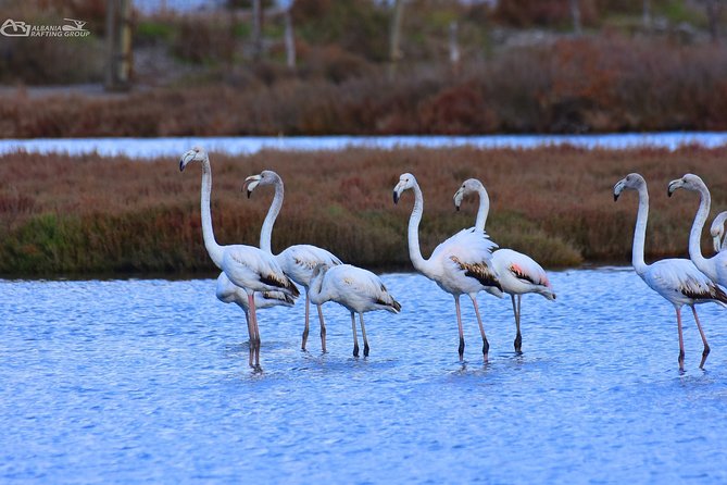 Albania Birdwatching, Kayaking, Bicycle National Park Divjaka Karavasta(ARG) - Price and Value: Is $62.66 Worth It?
