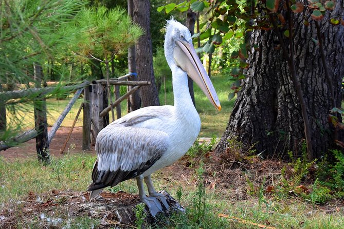Albania Birdwatching, Kayaking, Bicycle National Park Divjaka Karavasta(ARG) - Kayaking the Western Lagoon: The Real Point of the Trip