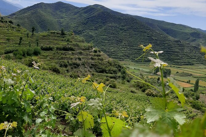 Berat 4x4 Off-Road and Vineyard Wine Tasting - What you actually do at the tasting (3 wines, raki, and snacks)