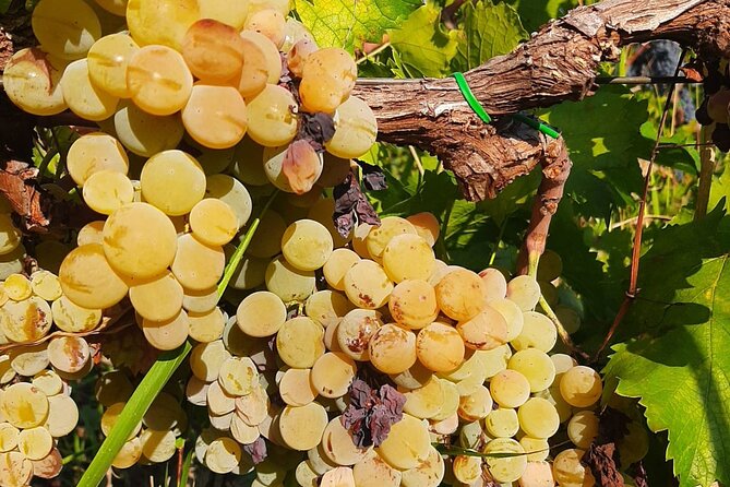 Berat 4x4 Off-Road and Vineyard Wine Tasting - What to bring so the ride and tasting feel comfortable