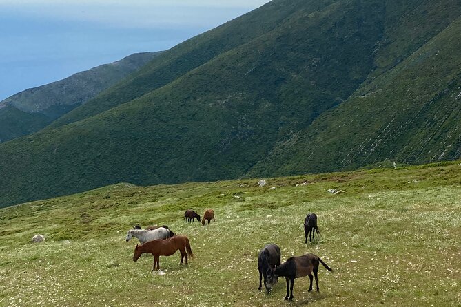 Full Day Tour from Albanian Riviera/Borsh to Dhermi and Llogara - Time on the Road, Narrow Turns, and What to Pack