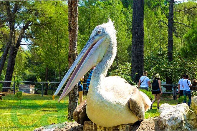Karavasta Lagoon Adventure: Boat & Wildlife Tour from Durrës - Divjaka Visitor Center: Conservation Context That Makes the Lagoon Make Sense