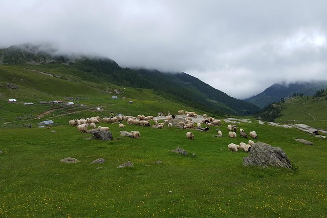 Peaks of the Balkans - 8 Days Tour - Day 2: Pine forests, blackberries near Cerem, and Zla Kolata views