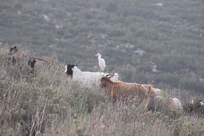 Private Birding Tour in Albania - Lunch not included: your simple meal plan