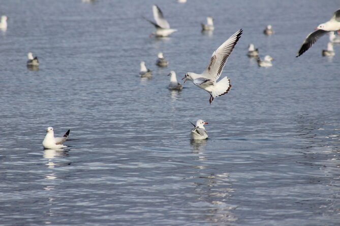 Private Birding Tour in Albania - Binoculars and spotting scopes: how you actually learn ID, not just see birds