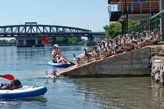 Stand Up Paddle Board or Kayak Rental in Shkodër - SUP vs Kayak in Shkodër: Choose Your Comfort