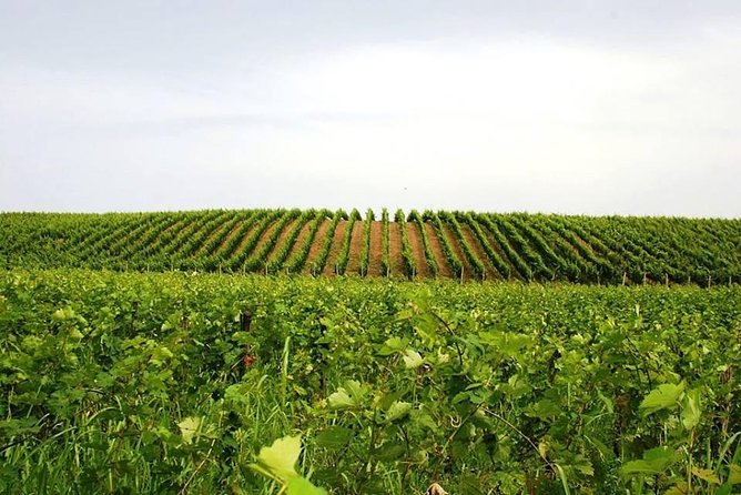 Tour of Kruja and Wine Tasting in one Day from Tirana - Guide style matters: Boris and the right amount of context