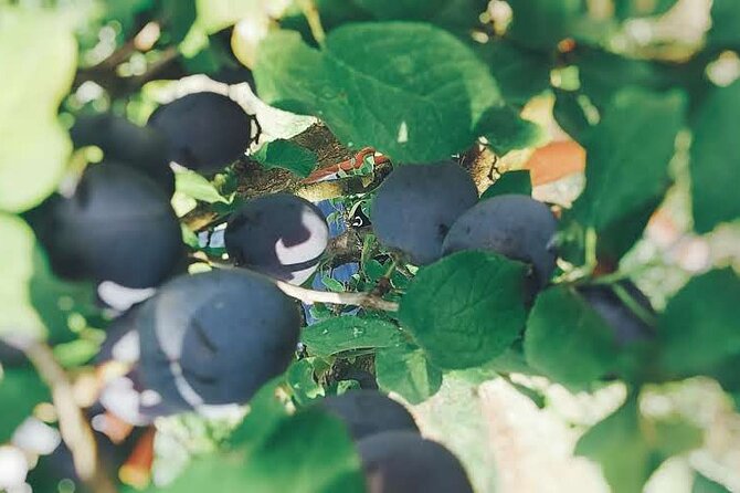 Wine and Raki tasting tour - Pickup and private transport that keeps things painless