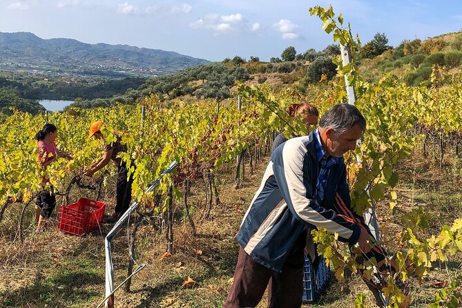 Wine Tasting & Vineyards Escape near Tirana - Leaving Tirana: the quick countryside drive that sets the tone