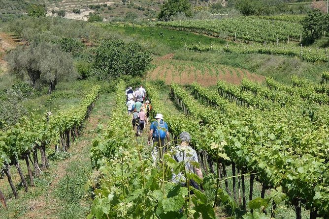 Winetasting tour in Alpeta winery - Roshnik village by 1001 Albanian Adventures - What to pack and how to enjoy the tasting without regrets