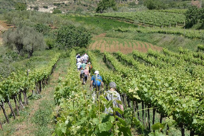 Winetasting tour in Alpeta winery - Roshnik village by 1001 Albanian Adventures - Who this tour suits best